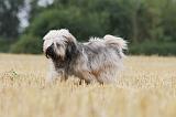TERRIER DU TIBET 010